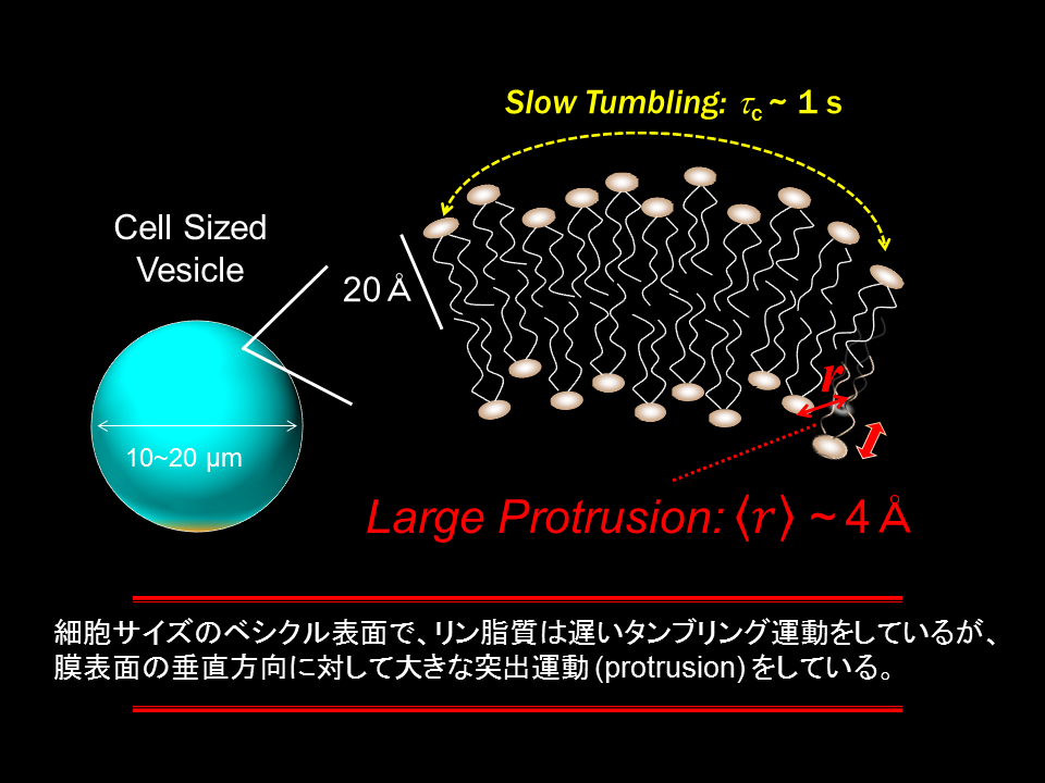 図４. 細胞サイズベシクル表面のリン脂質膜の運動状態