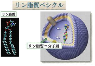 細胞膜モデルとして用いられるリン脂質一枚膜ベシクルの模式図