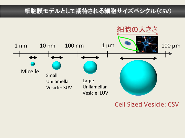 細胞膜モデルとして期待される細胞サイズベシクル