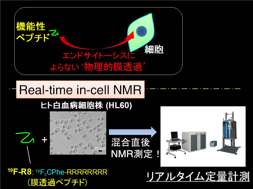 <19F-NMRによるペプチドの膜透過の実時間その場計測