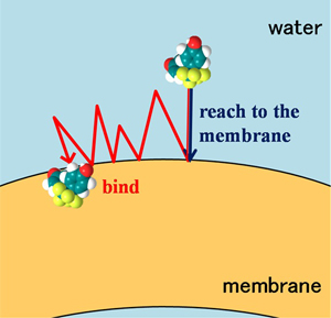 リン脂質二分子膜への薬物の動的な結合効率