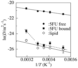 脂質二分子膜に結合した抗がん剤5-フルオロウラシル (5FU bound）と膜に結合していない(freeの) 5-フルオロウラシル分子の運動を、同時に捉えた結果