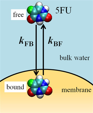 胞膜への薬剤分子の結合と解離の模式図