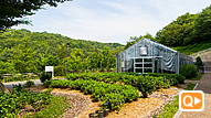 薬用植物園（薬学部棟西側）