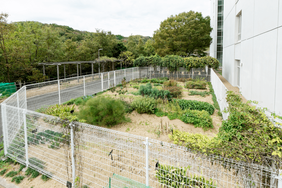 薬用植物園