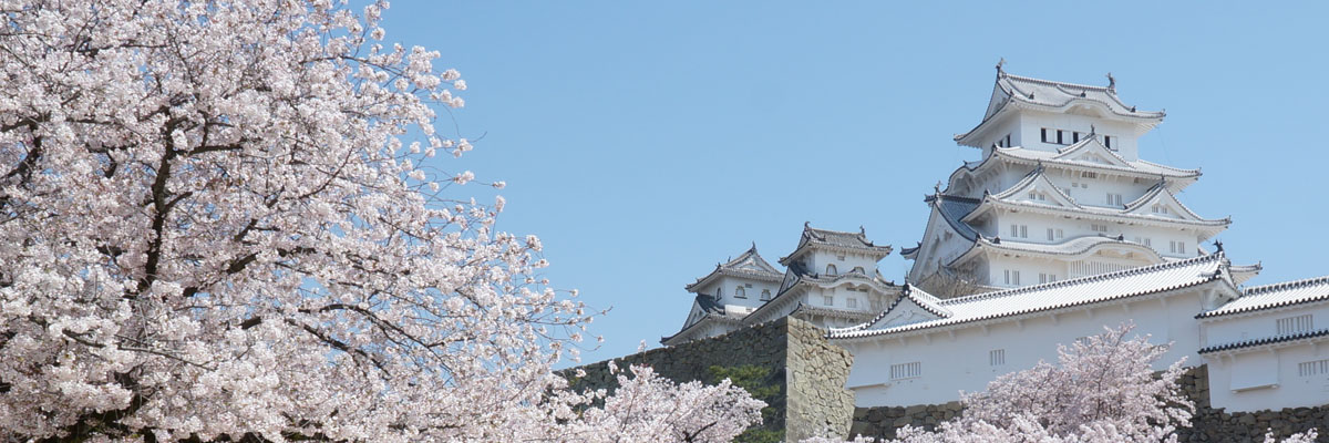 姫路城と桜